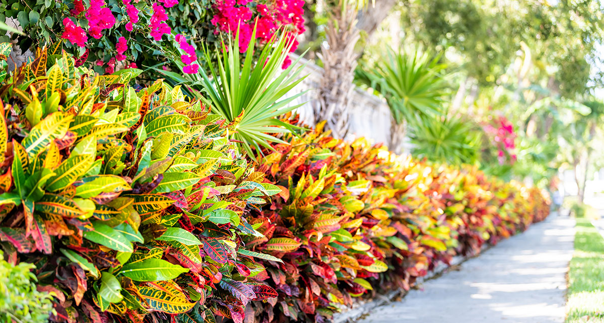 Florida Landscaping, tropical plants