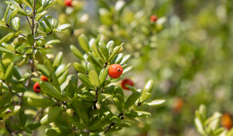 Simpson's Stopper bush
