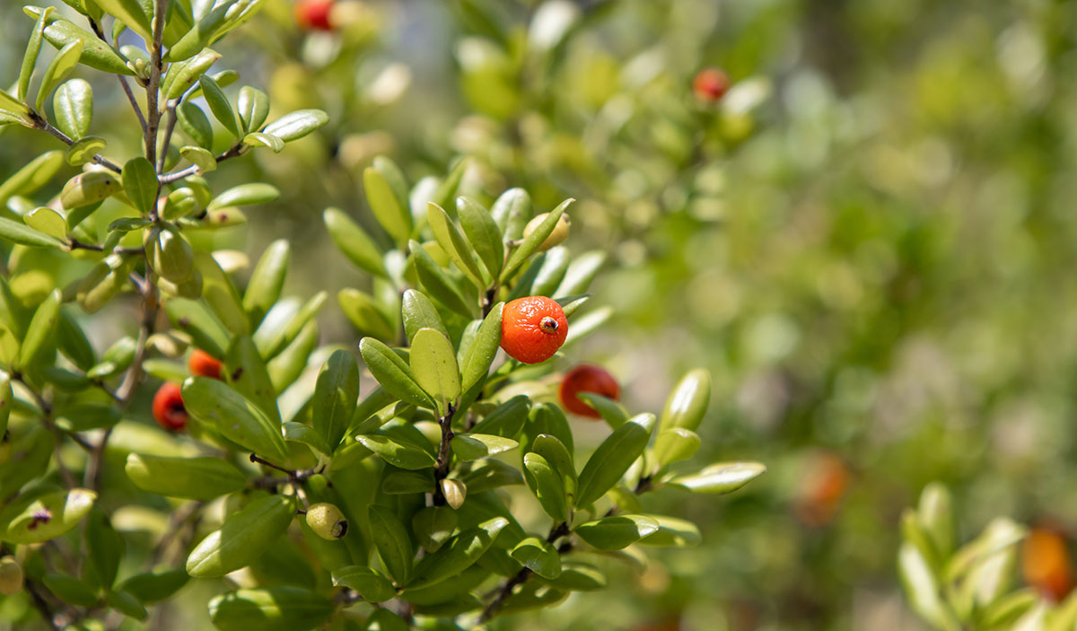 Simpson's Stopper bush